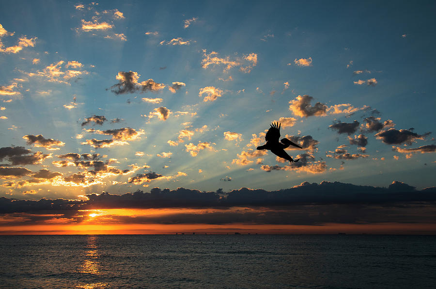 Flying High Photograph by Sandra Parlow