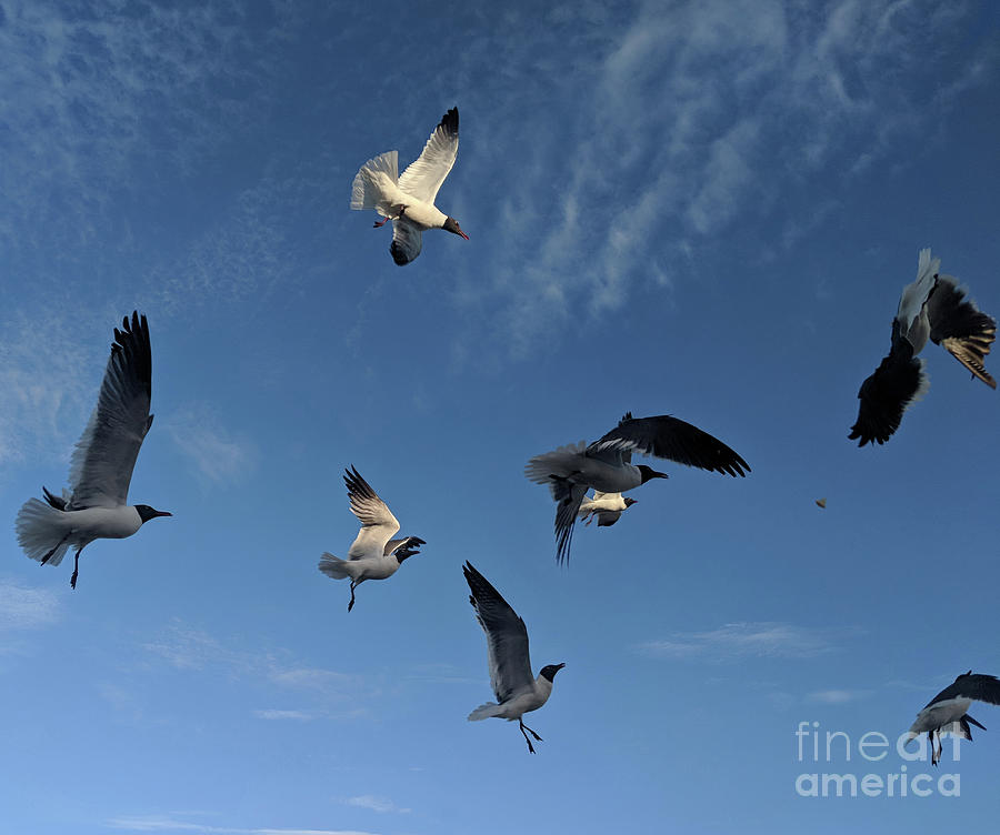 Flying High Seagulls Photograph by Roberta Byram