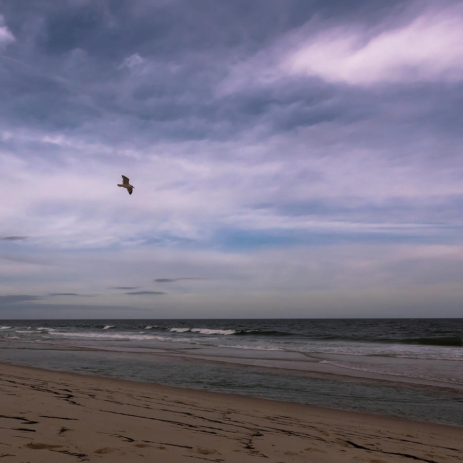 Flying Home Seaside NJ Square Photograph by Terry DeLuco