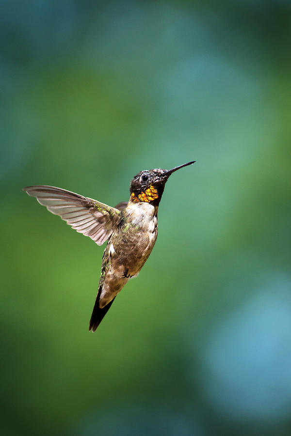 Hummingbird Photograph - Flying Hummingbird by Christina Rollo