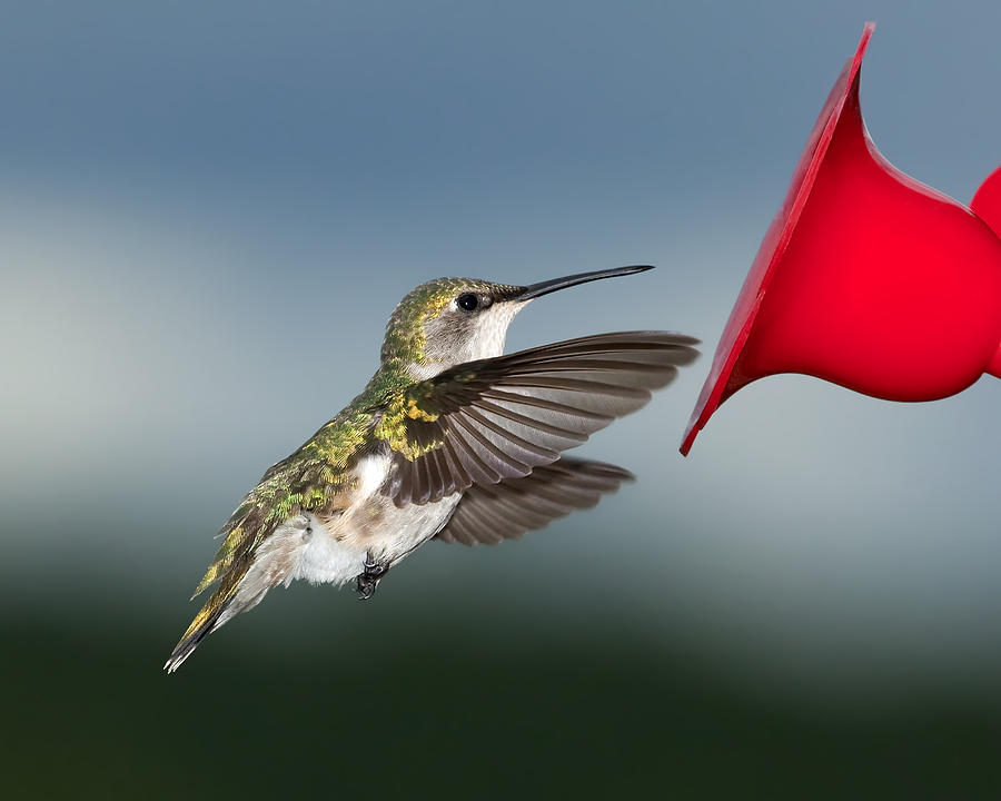 Flying Hummingbird close-up Photograph by Al  Mueller
