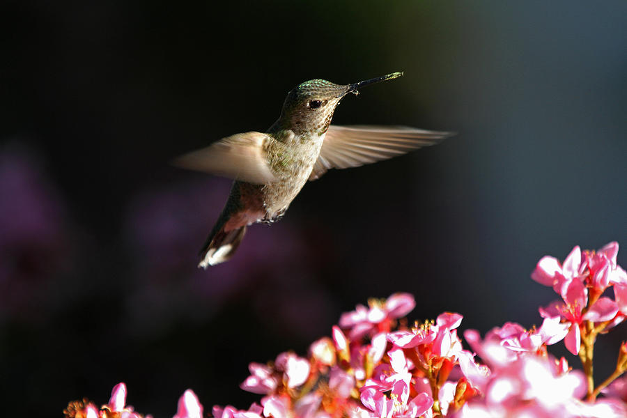 Flying Hummingbird Photograph by Juergen Roth