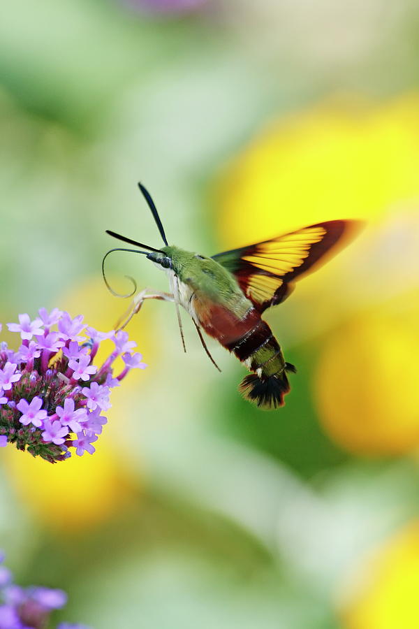 Flying Hummingbird Moth Photograph by Daniel Caracappa - Fine Art America