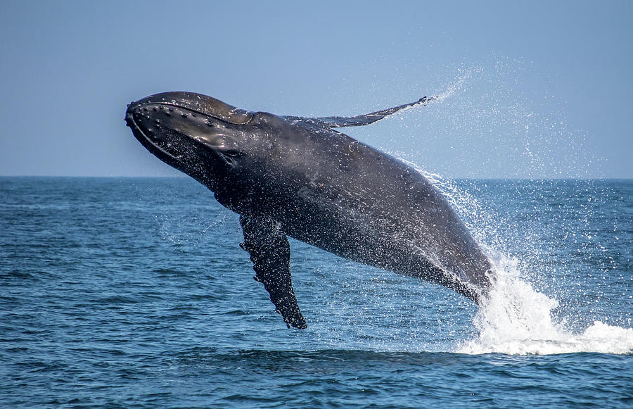 Flying Humpback, Monterey Bay Photograph By Randy Straka - Fine Art America