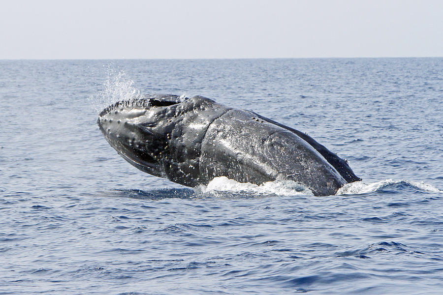 Flying Humpback Photograph by Shoal Hollingsworth