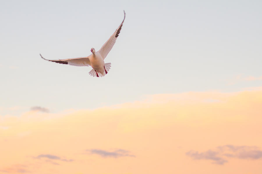 Crane Photograph - Flying In A Heavenly Sky by Ellie Teramoto