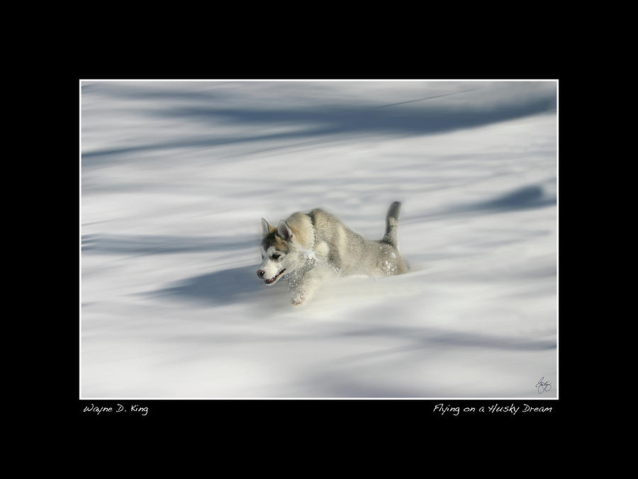 Flying in a Husky Dream Poster Photograph by Wayne King