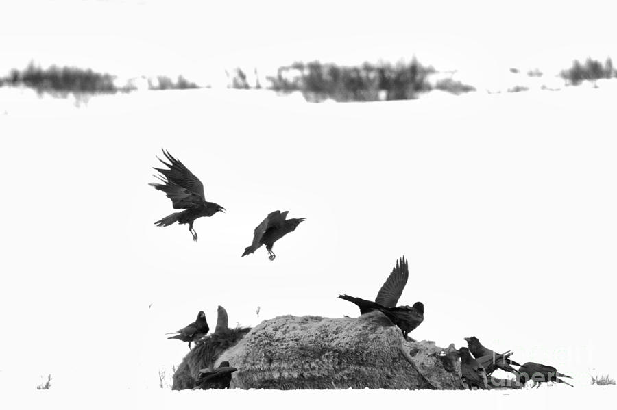 Flying In For The Feast Black And White Photograph by Adam Jewell