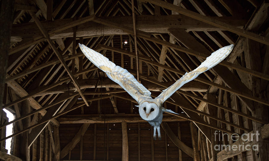 Flying in the Barn Photograph by Warren Photographic
