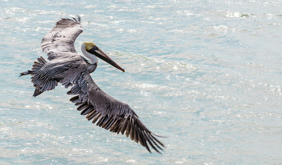 Pelican Photograph - Flying In the Light by Victoria Dietz