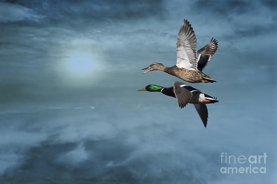 Duck Photograph - Flying Into the Sunset by Priscilla Burgers