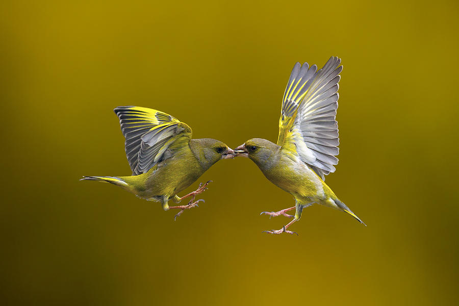 Flying Kiss Photograph by Marco Redaelli