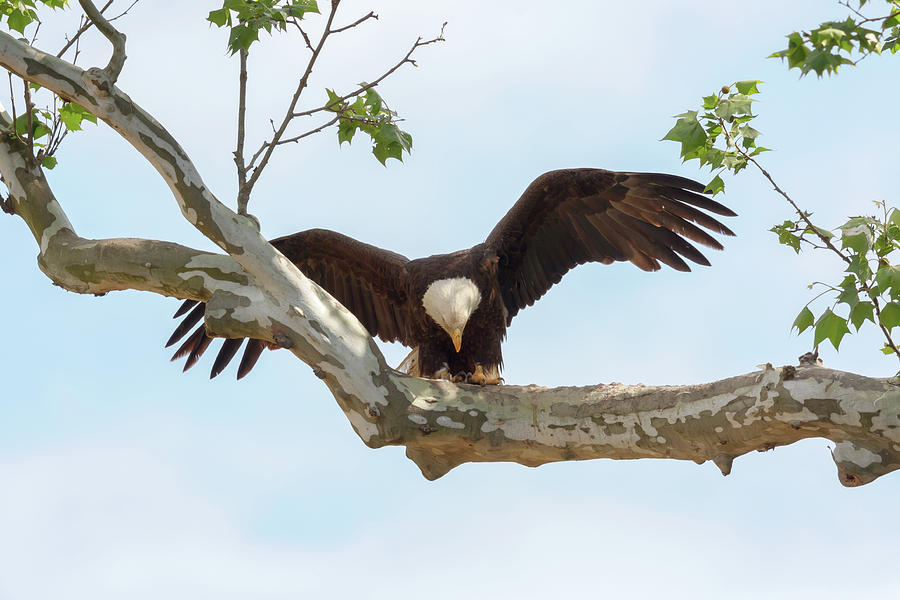Eagle Flying Lessons 5 Photograph by Susan Rissi Tregoning