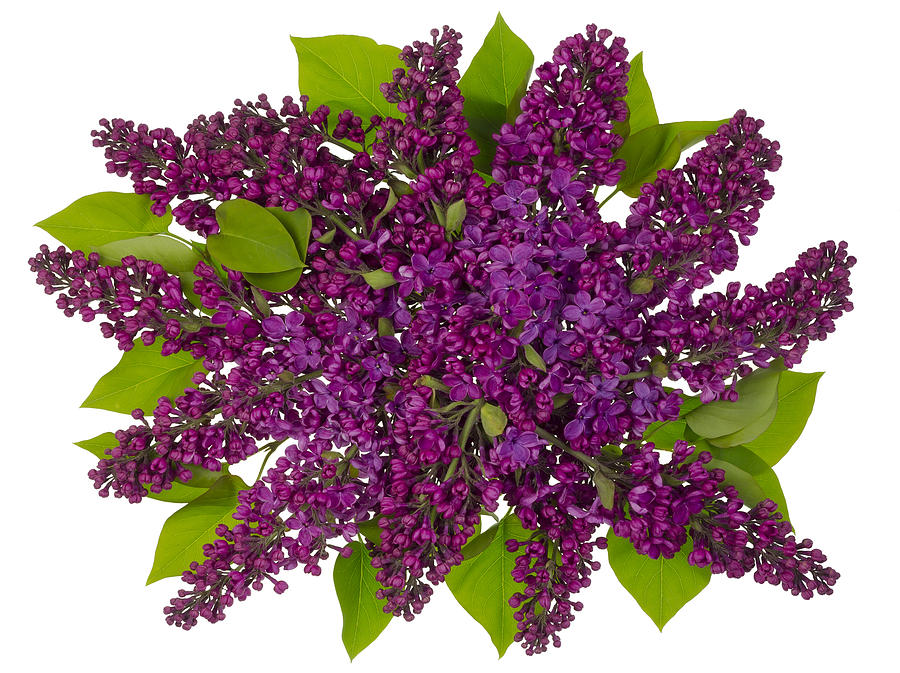 Spring Photograph - Flying lilac bouquet by Aleksandr Volkov