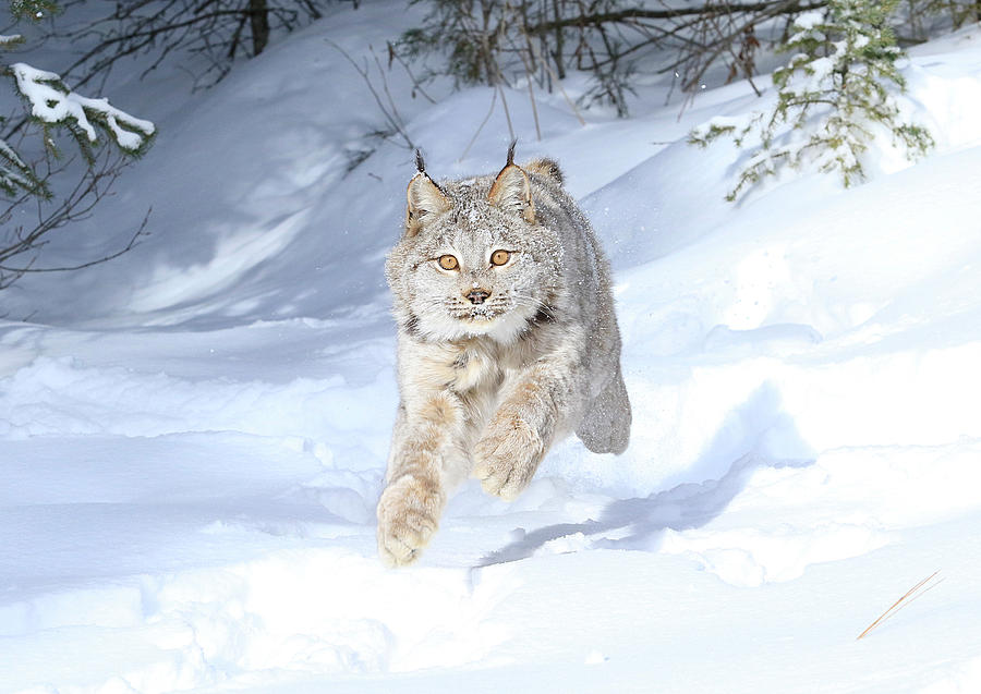 Flying Lynx Photograph by Steve McKinzie