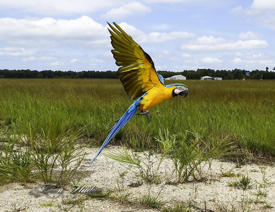 Flying Macaw Photograph by Melissa Messick