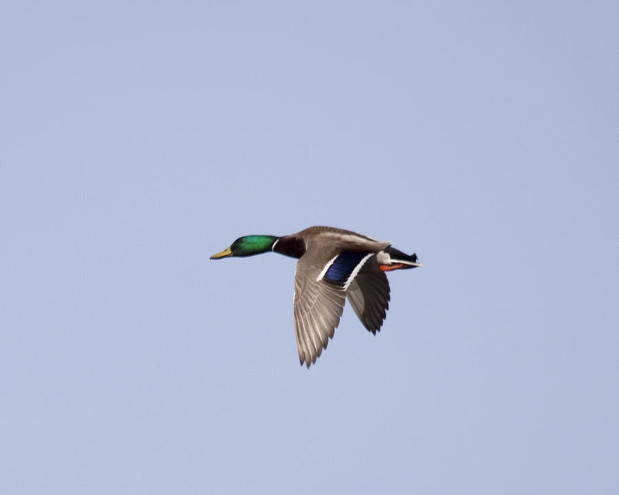Duck Photograph - Flying Mallard by Michael Riley