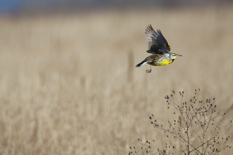 Flying Meadow Lark Photograph by Brook Burling