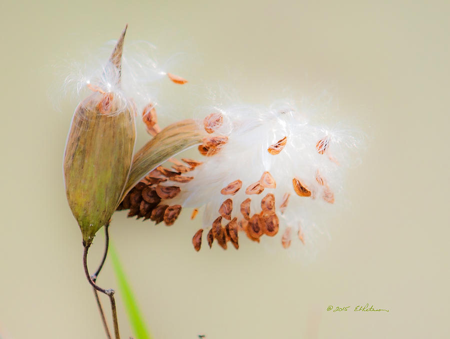 Flying Milkweed Photograph by Ed Peterson