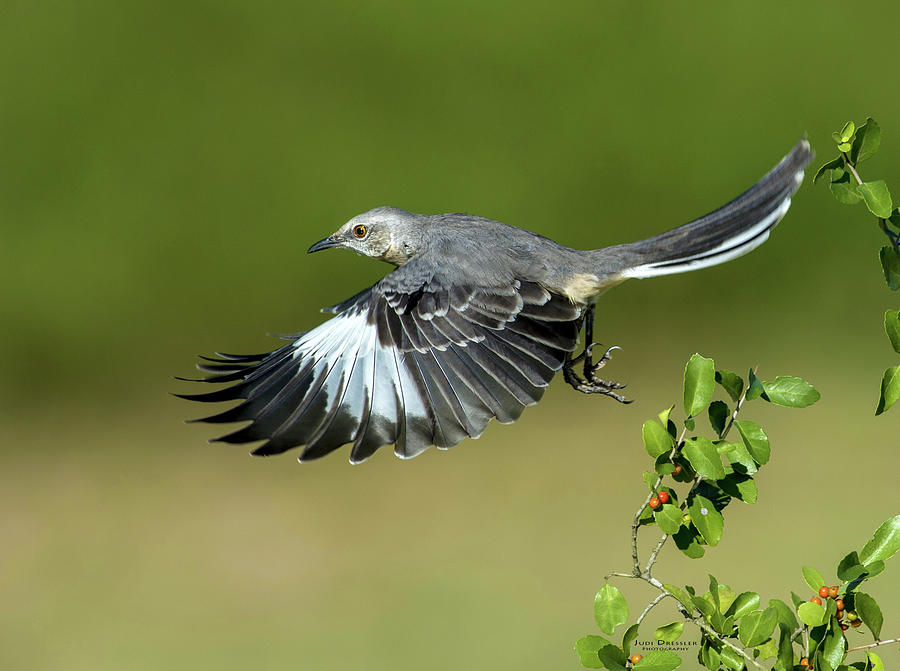 Flying Mockingbird Photograph by Judi Dressler