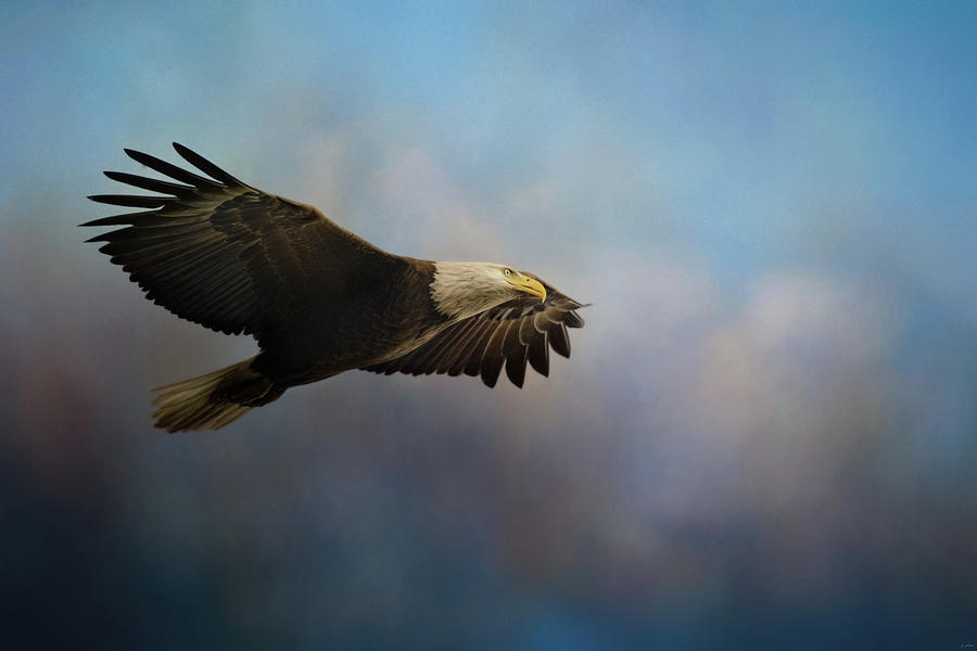 Eagle Photograph - Flying On High Alert Bald Eagle Art by Jai Johnson