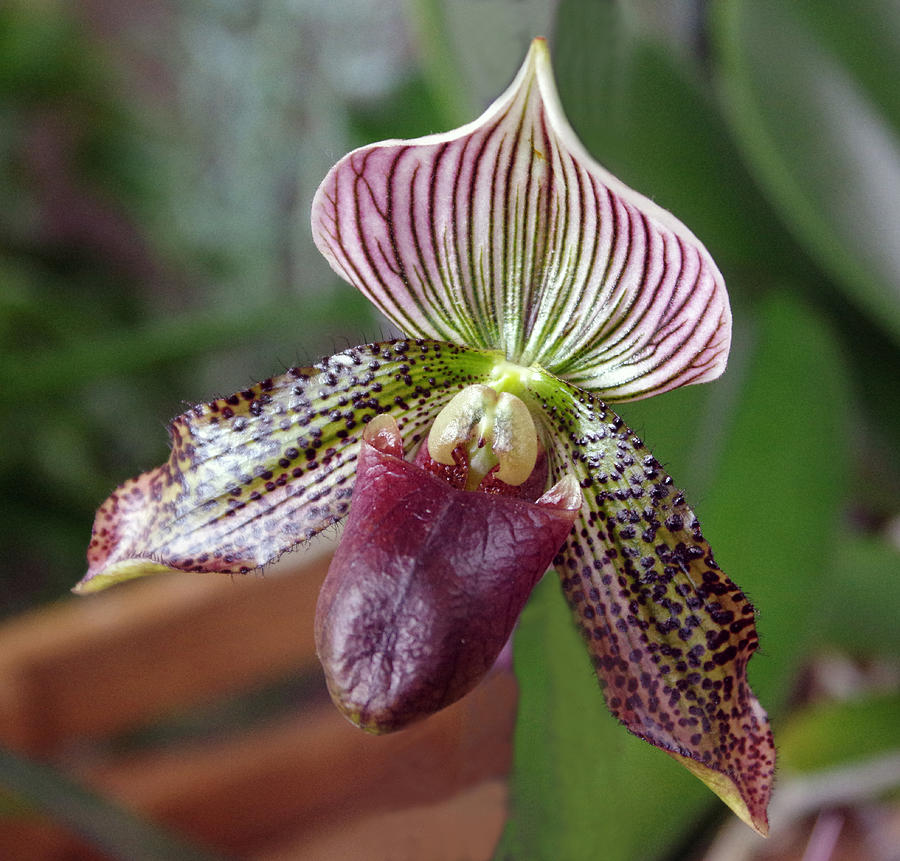 Flying Orchid Photograph by Harry Tart - Fine Art America