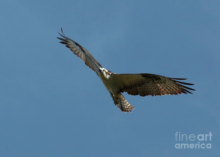 Flying Osprey Photograph by Carol Groenen