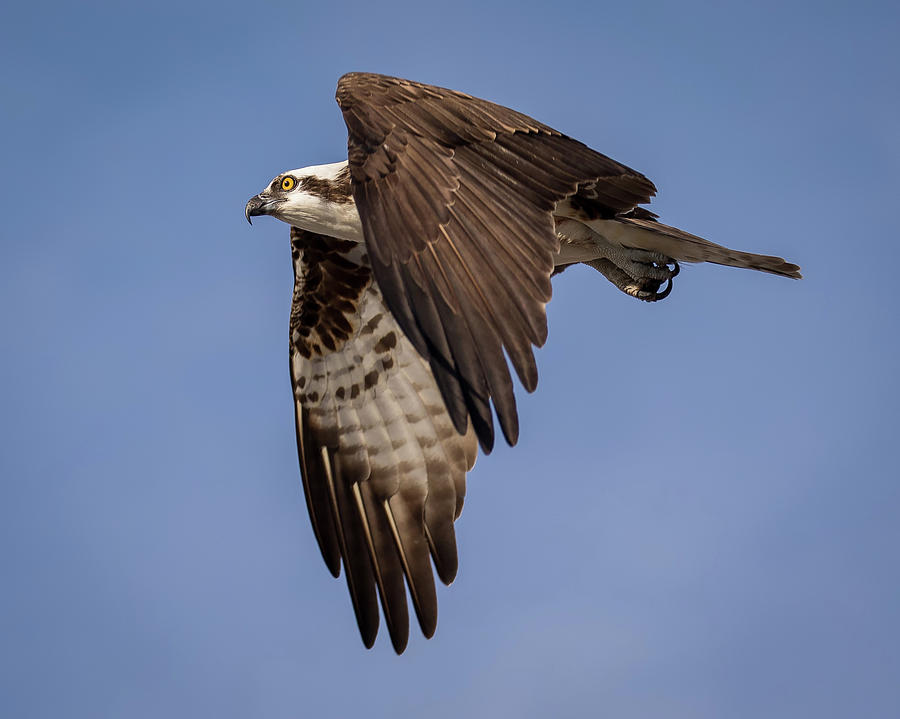 Flying Osprey Photograph by Joe Myeress