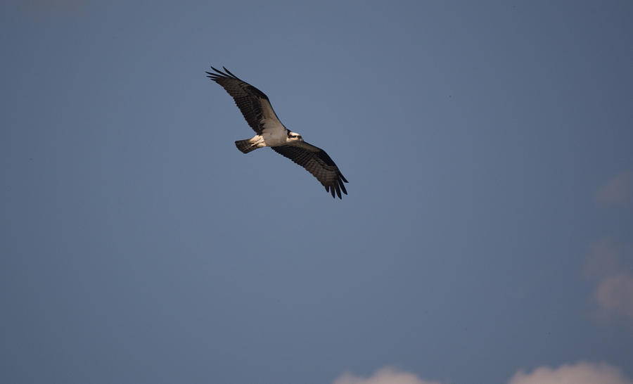 Flying Osprey Photograph