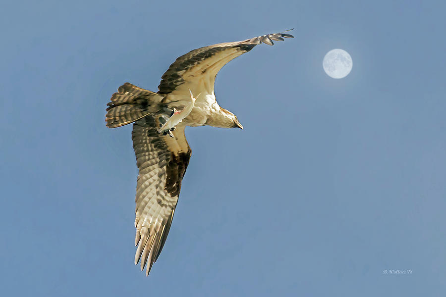 Flying Osprey With Fish Photograph by Brian Wallace