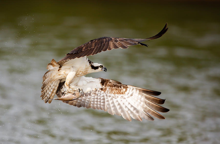 Flying Osprey with Fish Photograph by Jack Nevitt