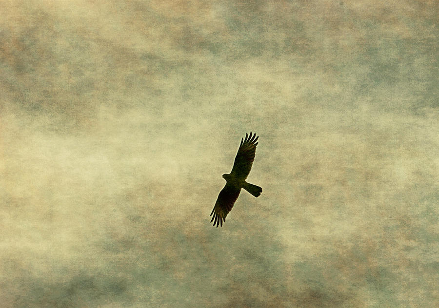 Flying Photograph by Osvaldo Hamer
