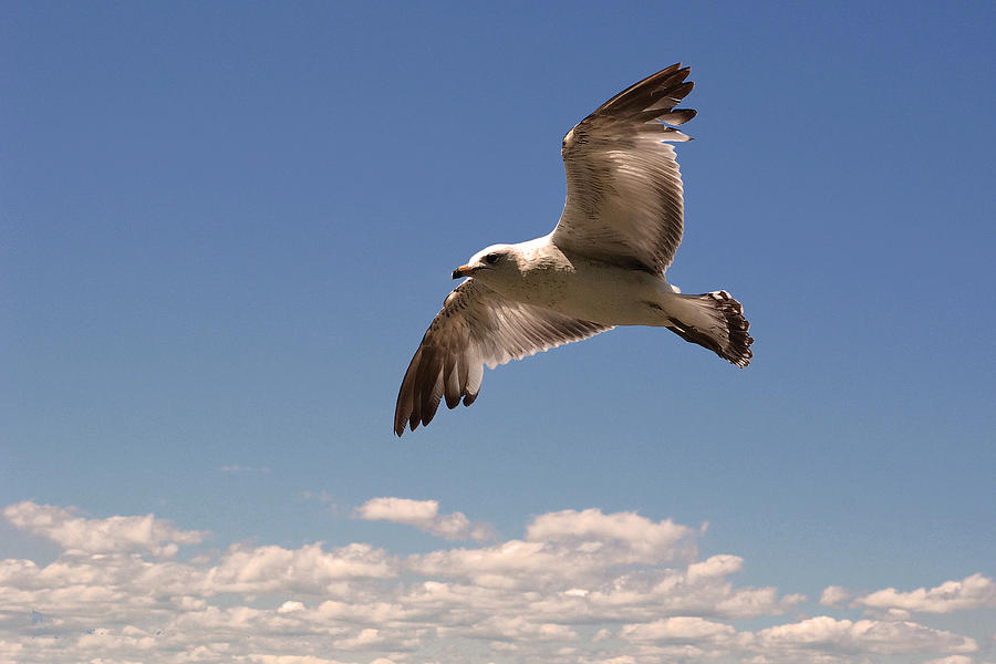 Flying over the clouds Photograph by Asbed Iskedjian - Pixels