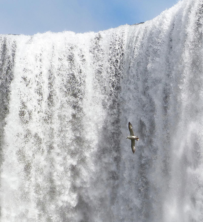 Flying over the Falls Photograph by Carl Sheffer