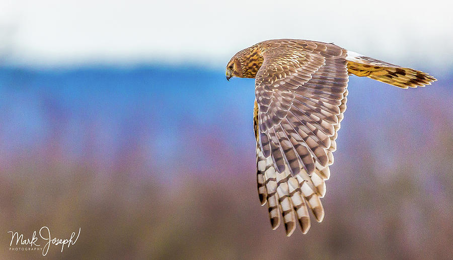 Flying Owl Photograph by Mark Joseph