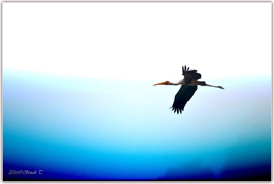 Flying Painted Heron Photograph by Sonali Gangane