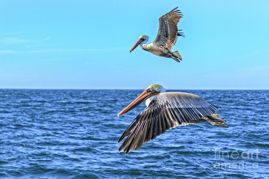 Flying Pair Photograph by Robert Bales