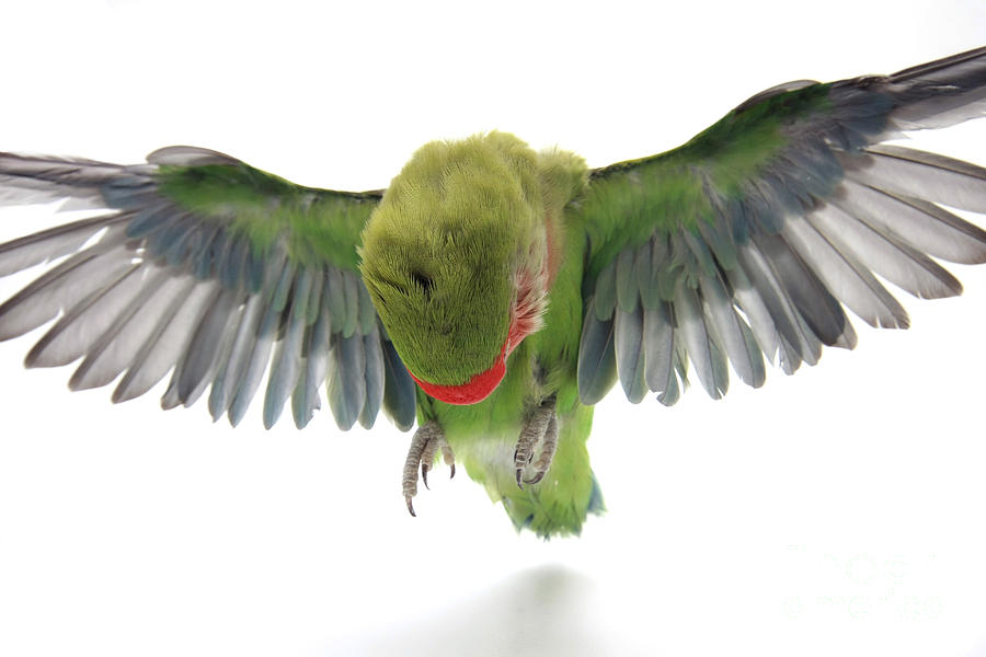 Parrot Photograph - Flying Parrot  by Yedidya yos mizrachi
