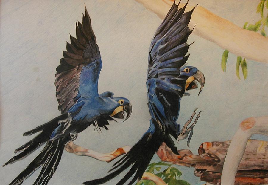 Flying Parrots Drawing by Bennie Parker Fine Art America