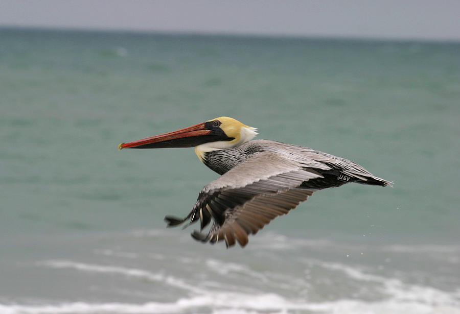 Flying Pelican Photograph by Anthony Jones