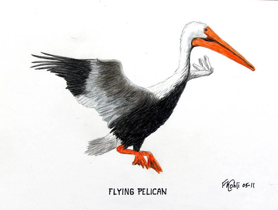 Flying Pelican Drawing by Frederic Kohli