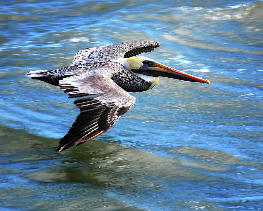 Flying Pelican Photograph by Peg Runyan