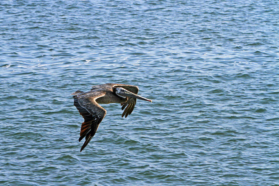 Flying Pelican Photograph by Shoal Hollingsworth