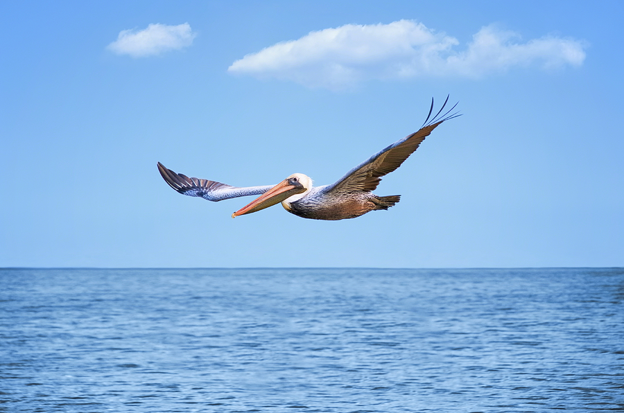 Pelican Photograph - Flying Pelican by Steven Michael