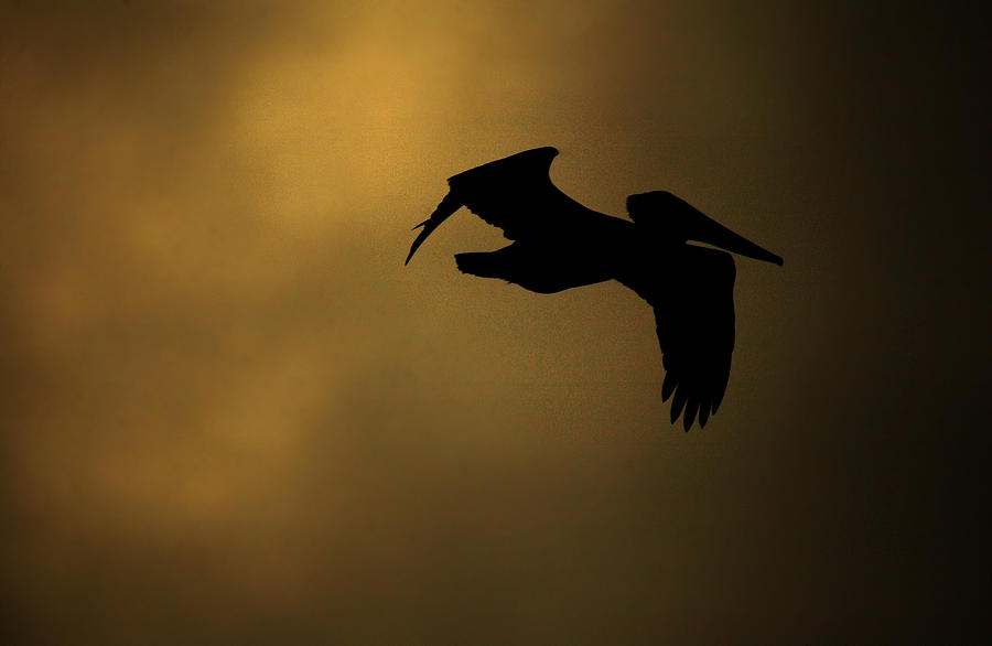 Flying Pelican Photograph by Val Jolley