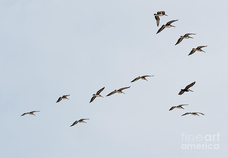 Flying Pelicans Photograph by Les Palenik