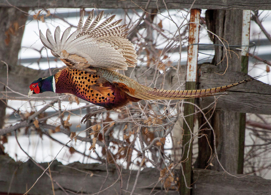 Flying Pheasant Photograph by Wesley Aston