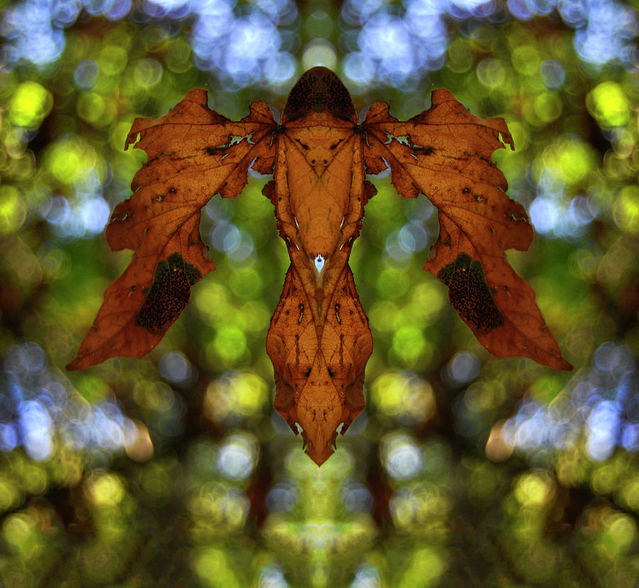 Flying Phyllium Digital Art by Pelo Blanco Photo