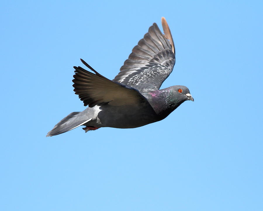 Flying Pigeon Logo