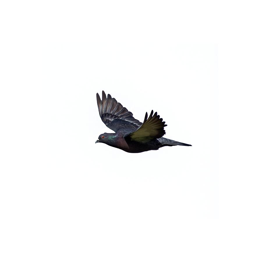 Flying pigeon Photograph by Jouko Lehto